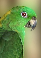 LeslieGreen K11